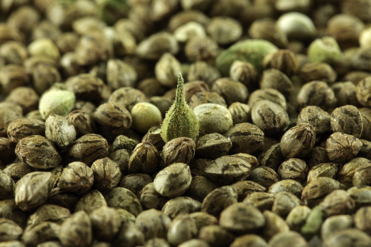 www.discountcannabisseeds.co.uk