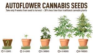 https://www.discountcannabisseeds.co.uk/