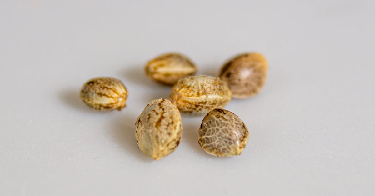 https://www.discountcannabisseeds.co.uk/