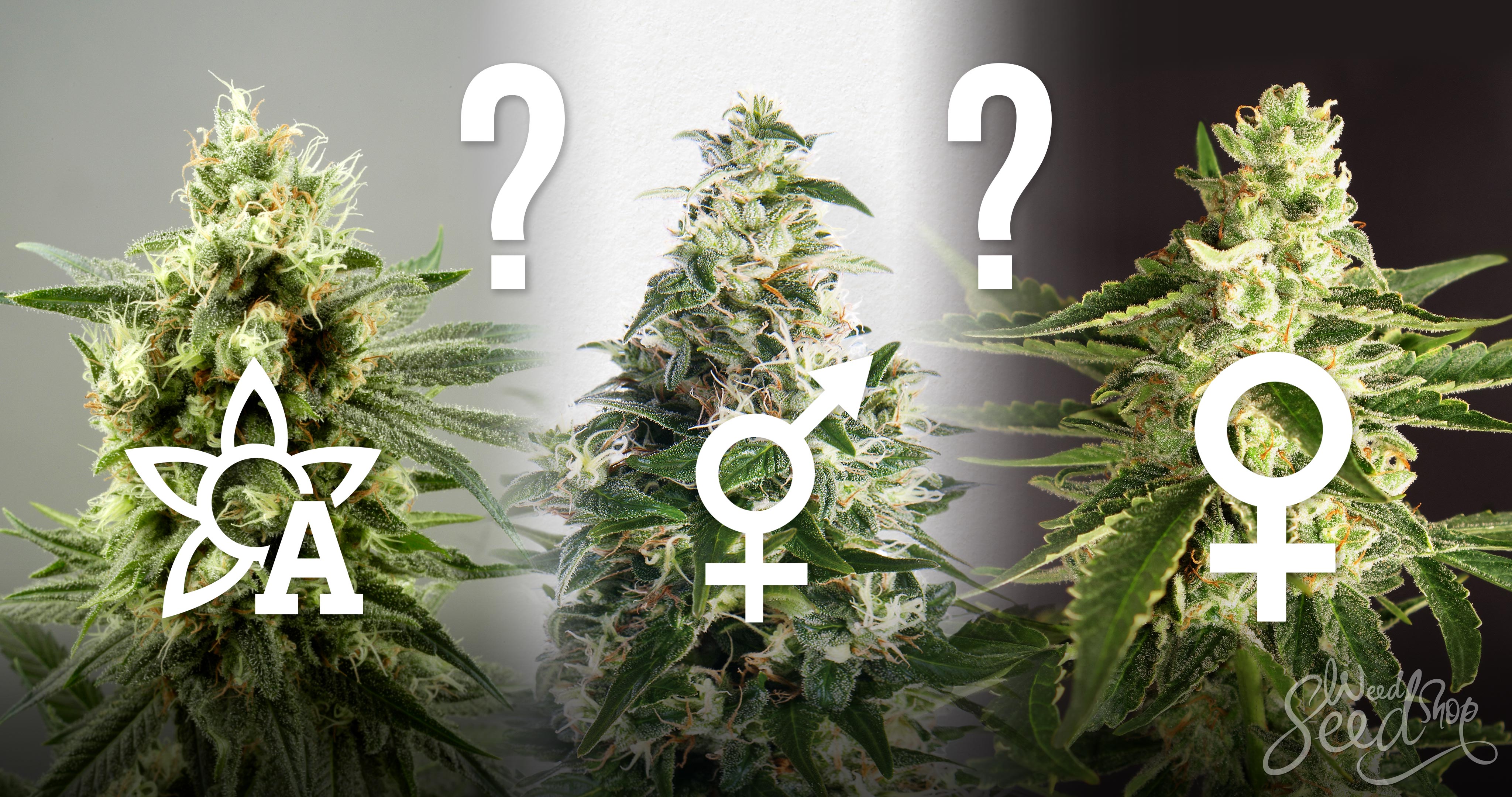 www.discountcannabisseeds.co.uk