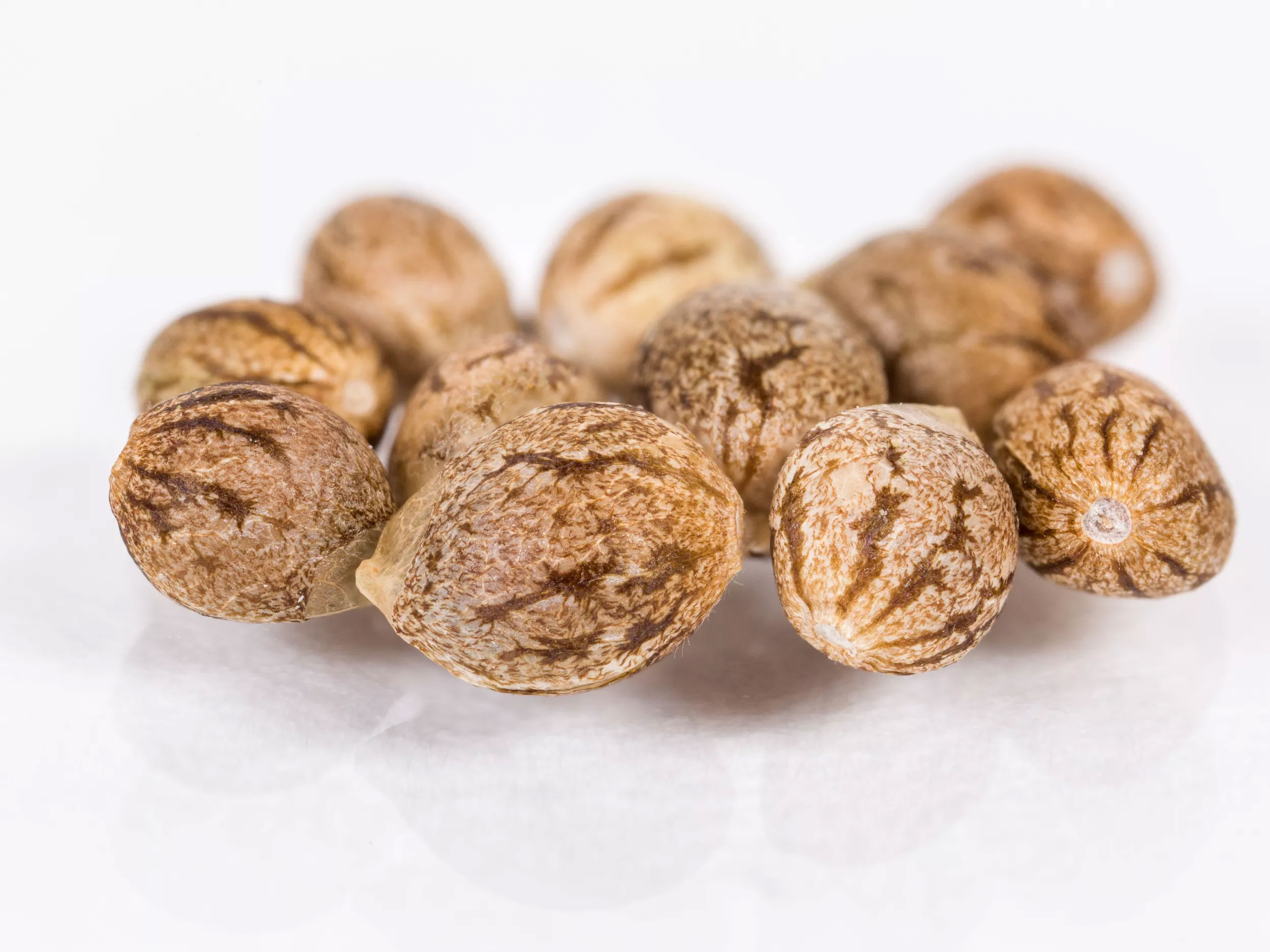 Discover 10 Things You Didn’t Know About Cannabis Seeds.