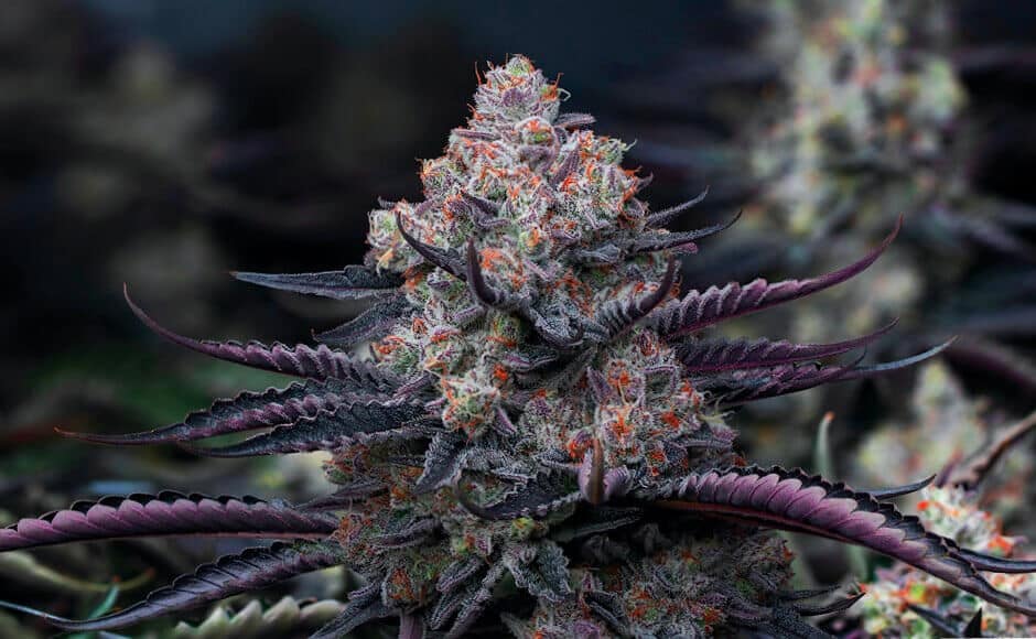 https://www.discountcannabisseeds.co.uk/