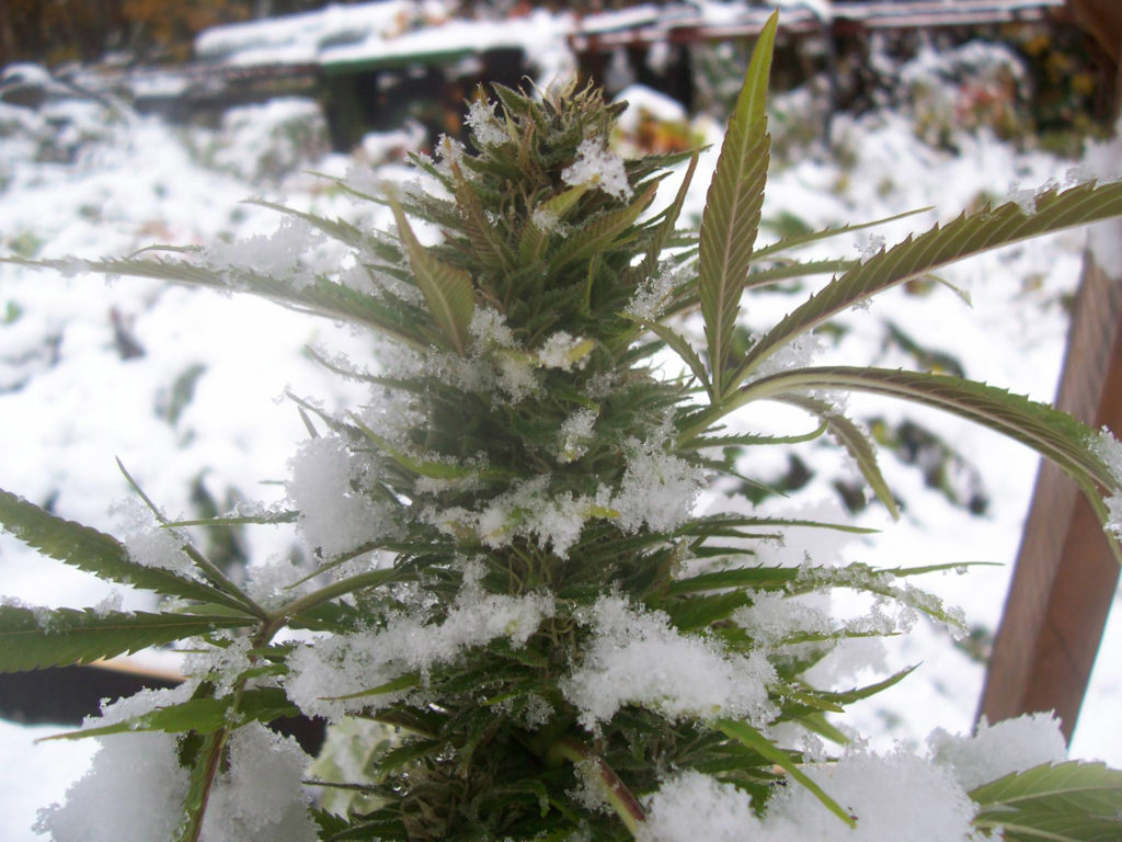 https://www.discountcannabisseeds.co.uk/
