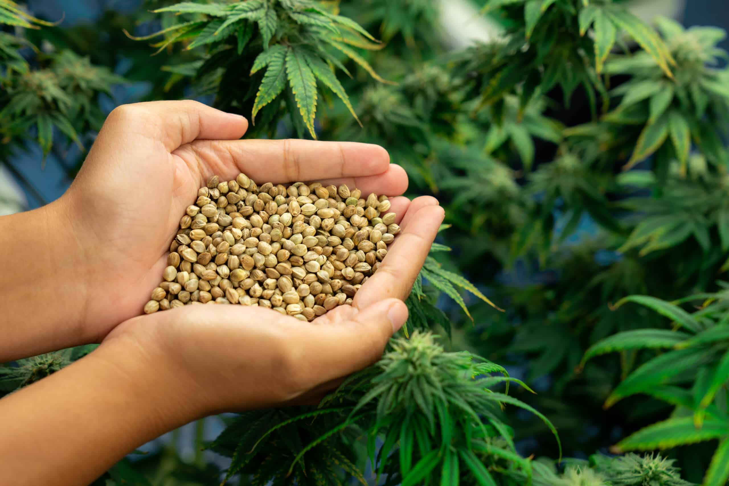 https://www.discountcannabisseeds.co.uk/