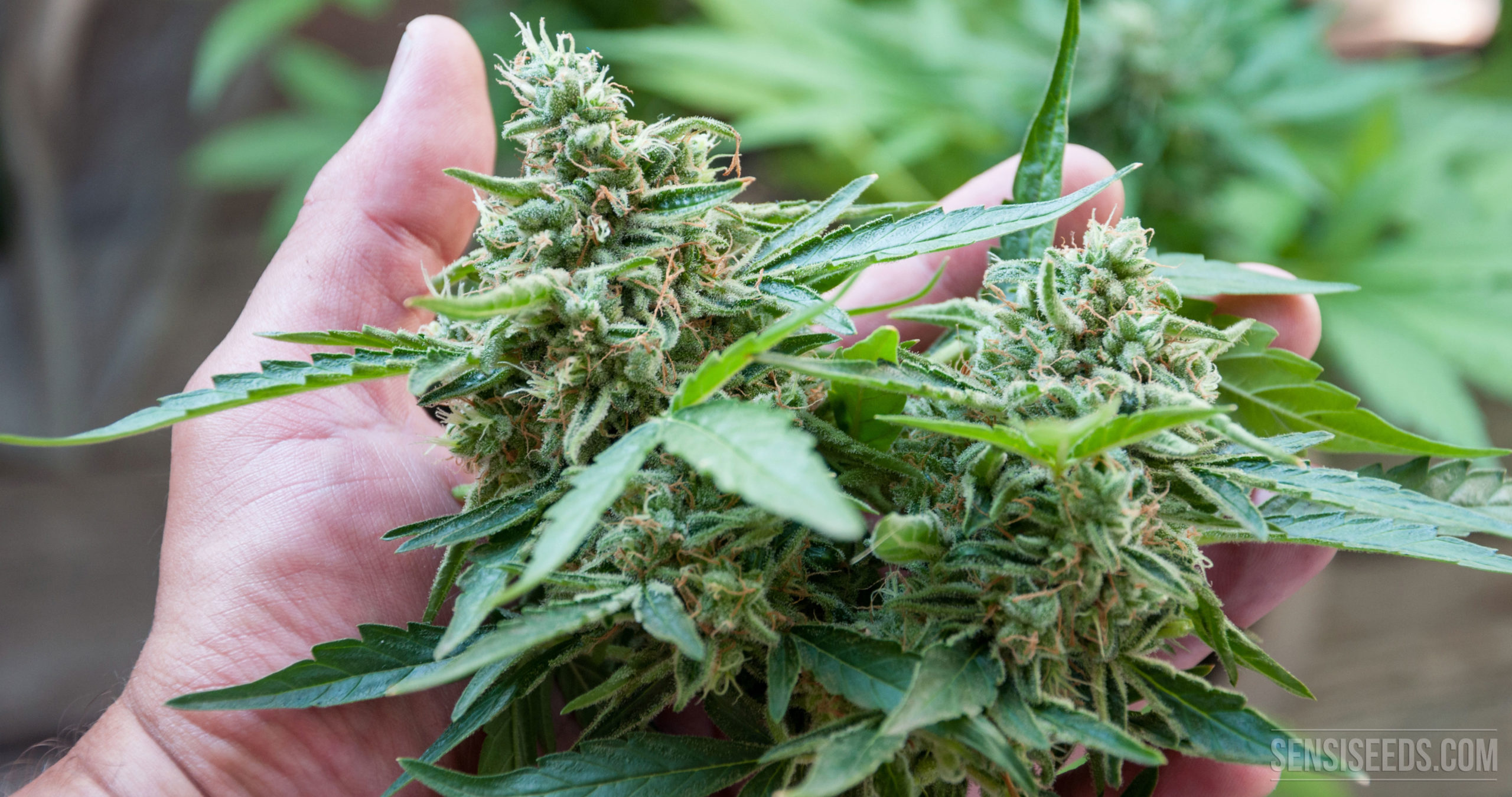 https://www.discountcannabisseeds.co.uk/