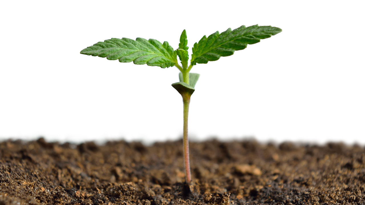 https://www.discountcannabisseeds.co.uk/
