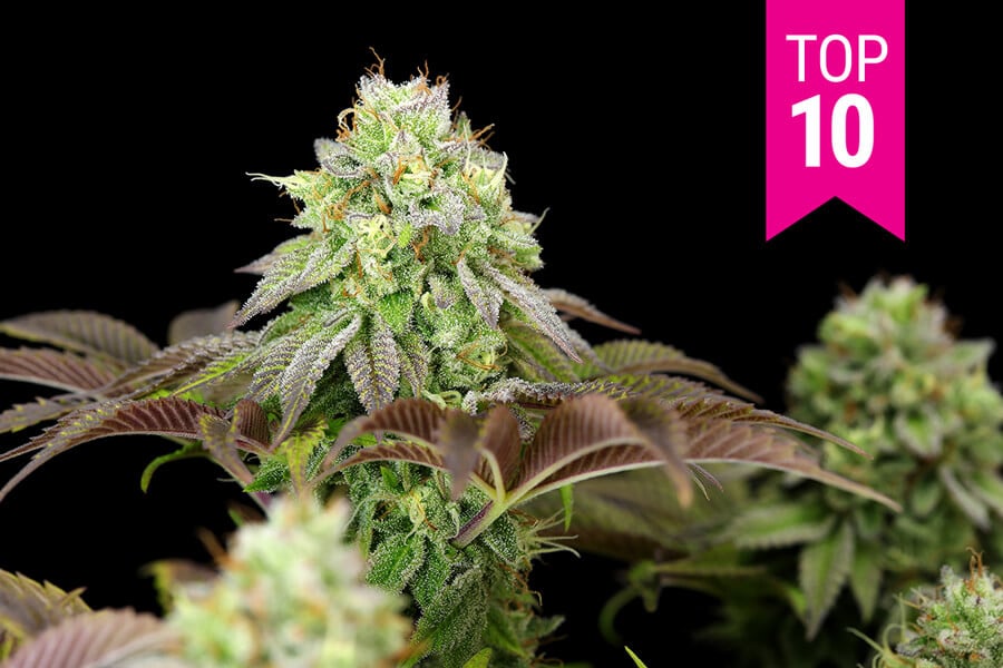 https://www.discountcannabisseeds.co.uk/