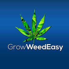 https://www.discountcannabisseeds.co.uk/