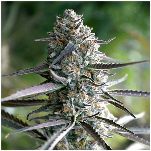https://www.discountcannabisseeds.co.uk/