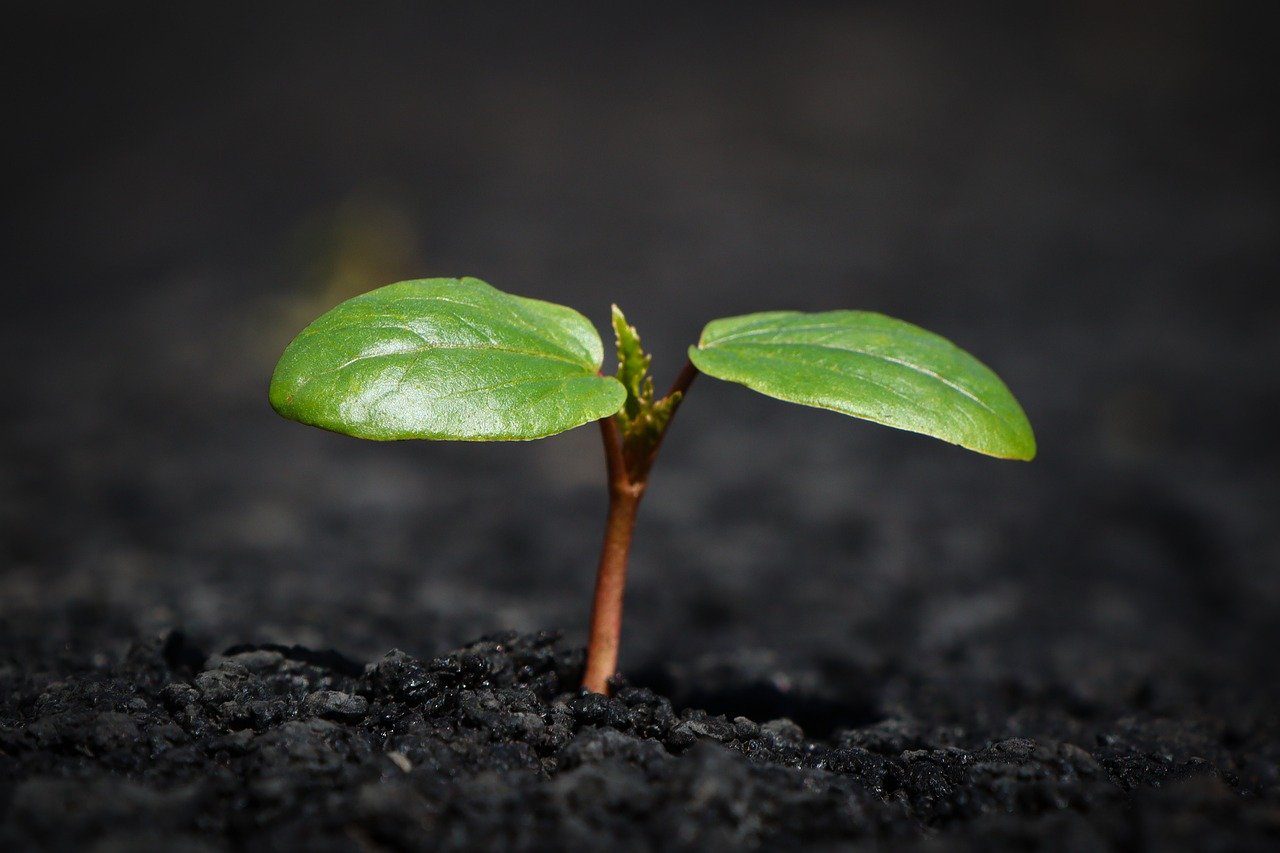 https://www.discountcannabisseeds.co.uk/