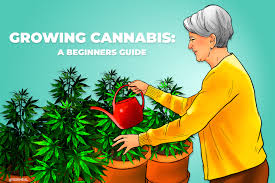 https://www.discountcannabisseeds.co.uk/