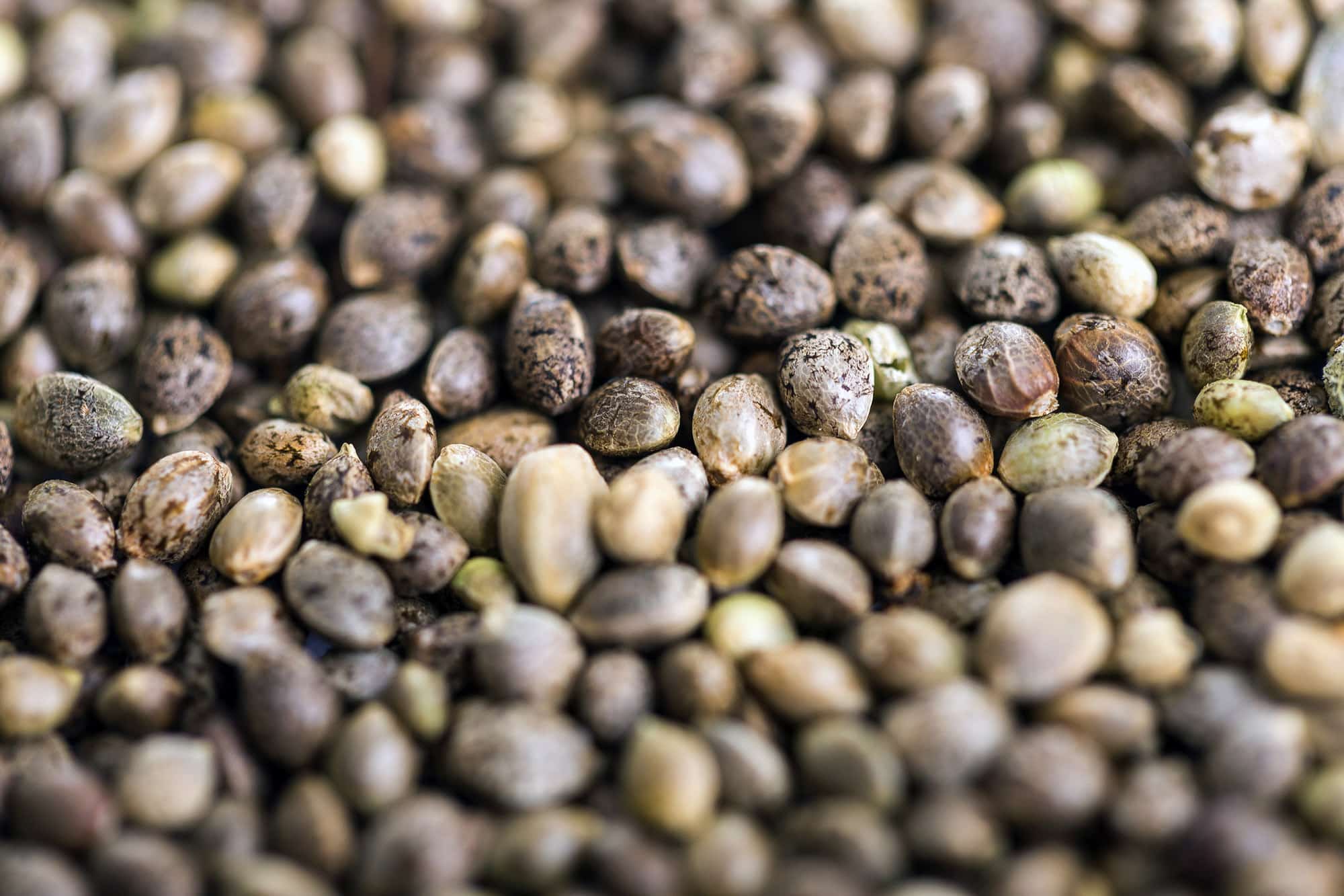 https://www.discountcannabisseeds.co.uk/