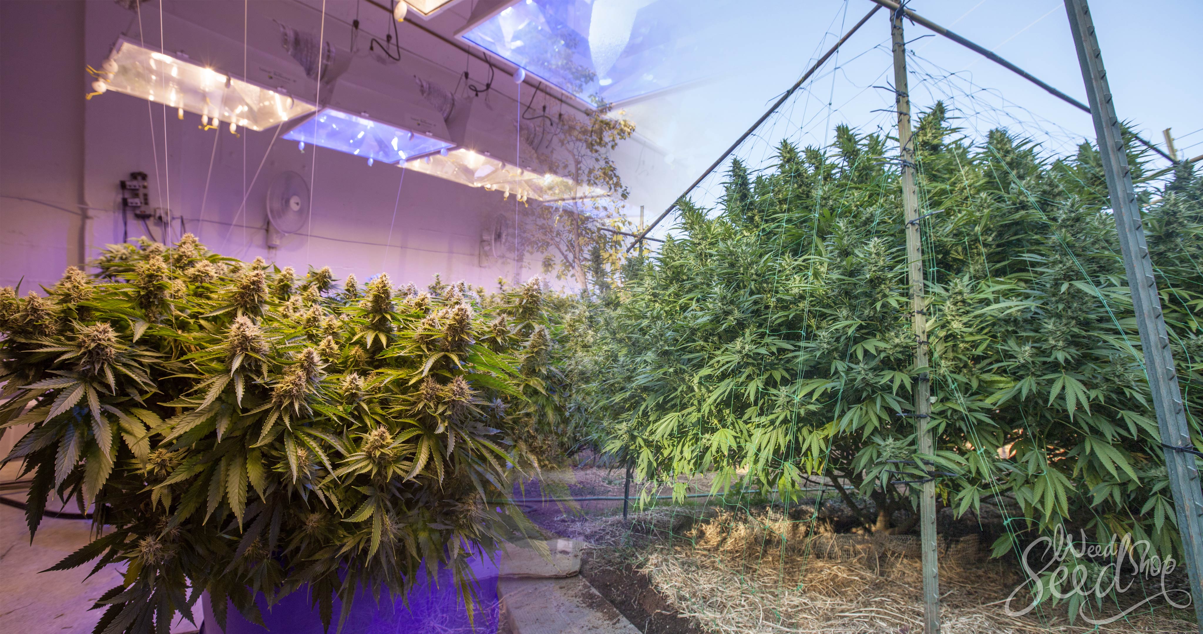 Indoor vs Outdoor Cannabis Seeds: Discover Which is Best for Regional Growers at Discount Cannabis Seeds.