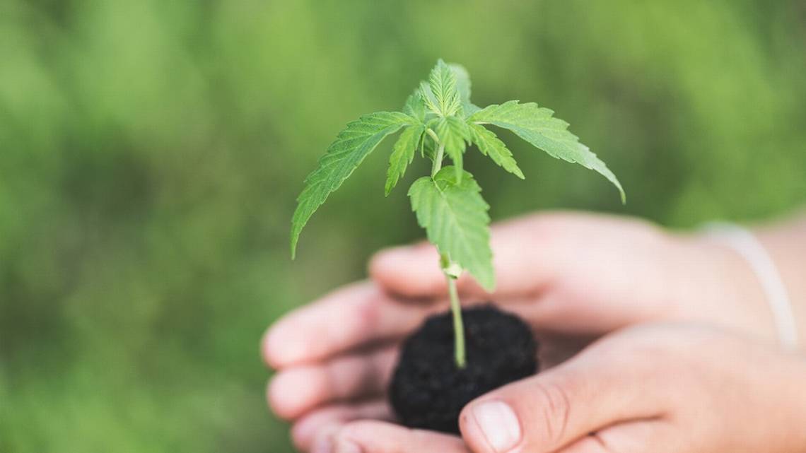 https://www.discountcannabisseeds.co.uk/