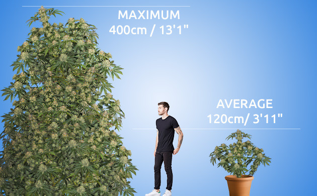 https://www.discountcannabisseeds.co.uk/