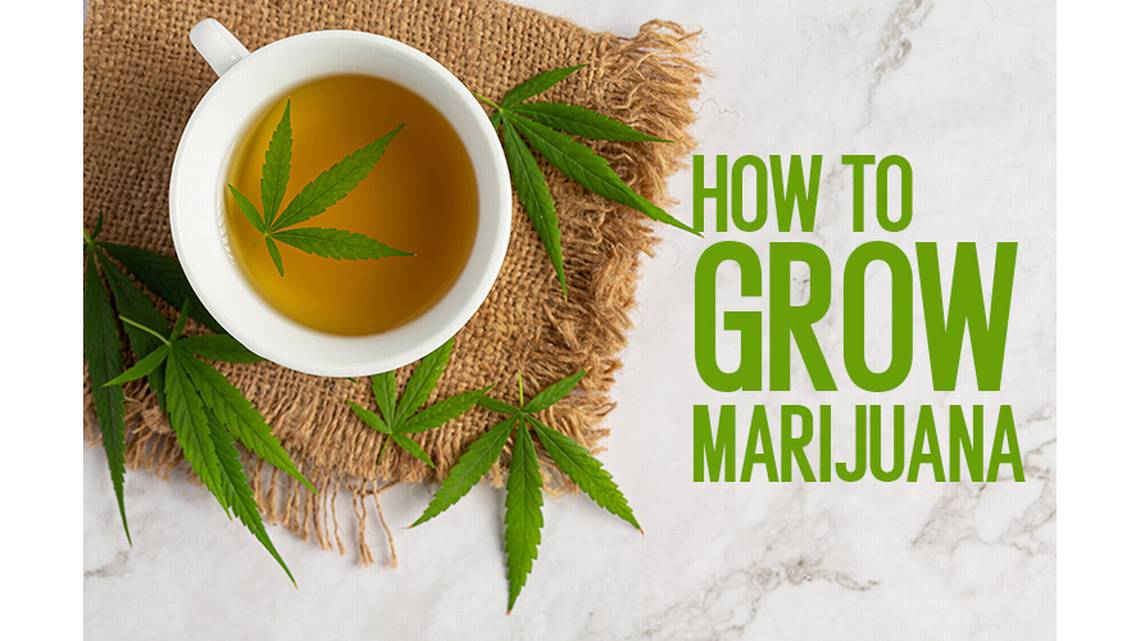 https://www.discountcannabisseeds.co.uk/