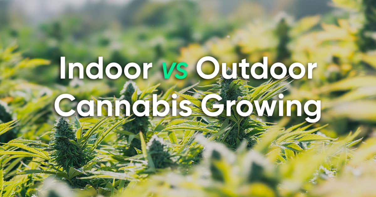 https://www.discountcannabisseeds.co.uk/