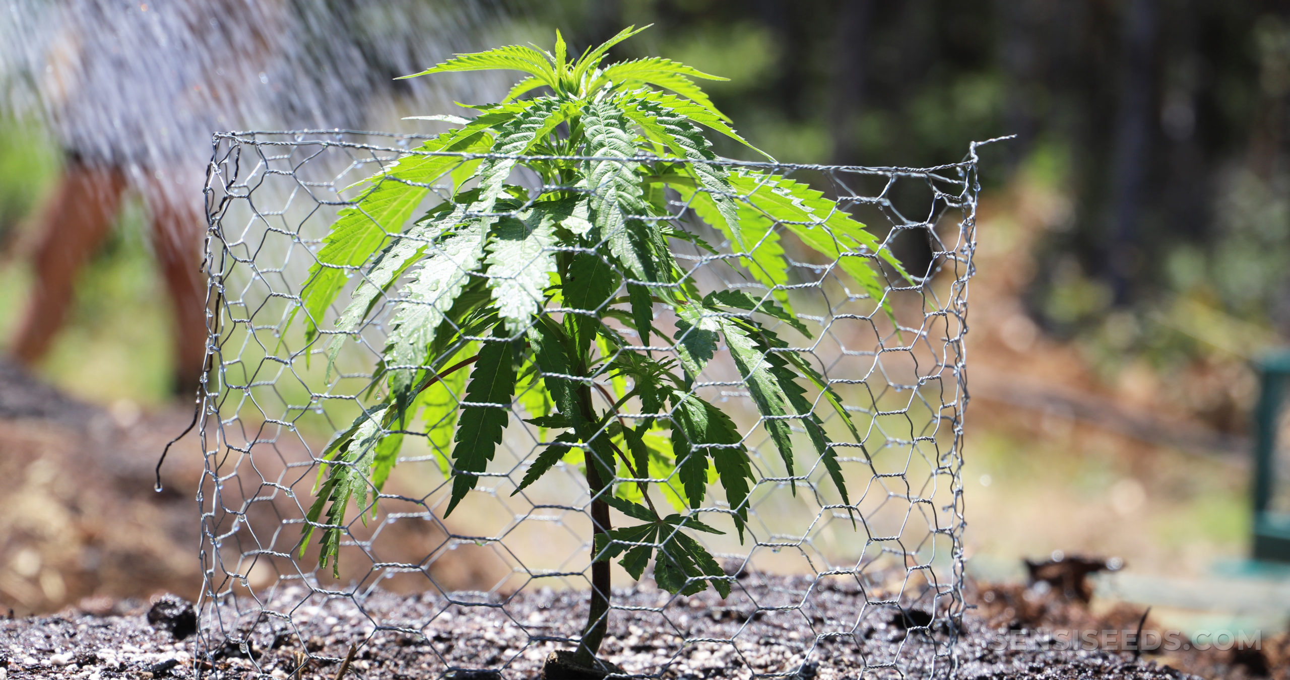 https://www.discountcannabisseeds.co.uk/