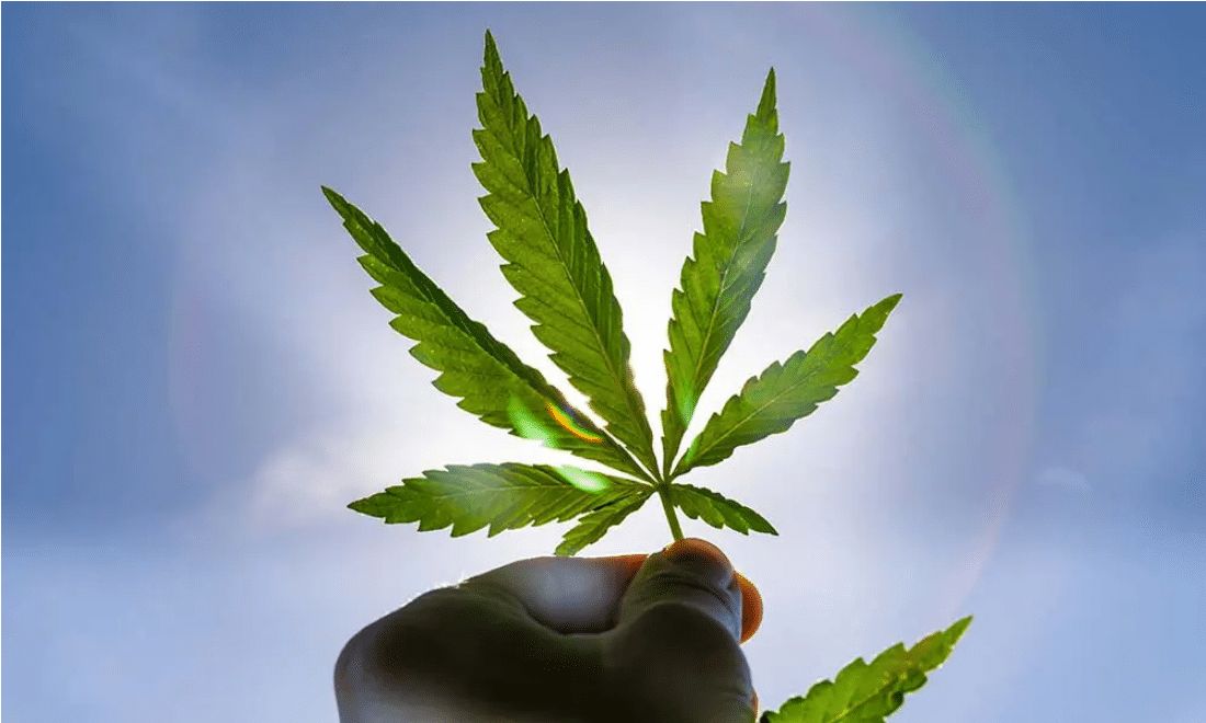 https://www.discountcannabisseeds.co.uk/