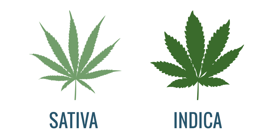 https://www.discountcannabisseeds.co.uk/