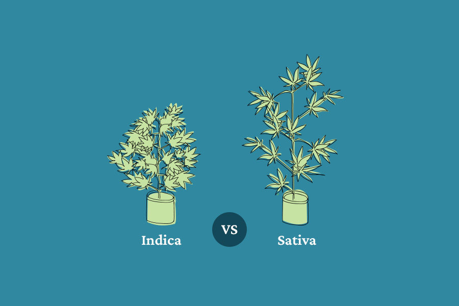 https://www.discountcannabisseeds.co.uk/