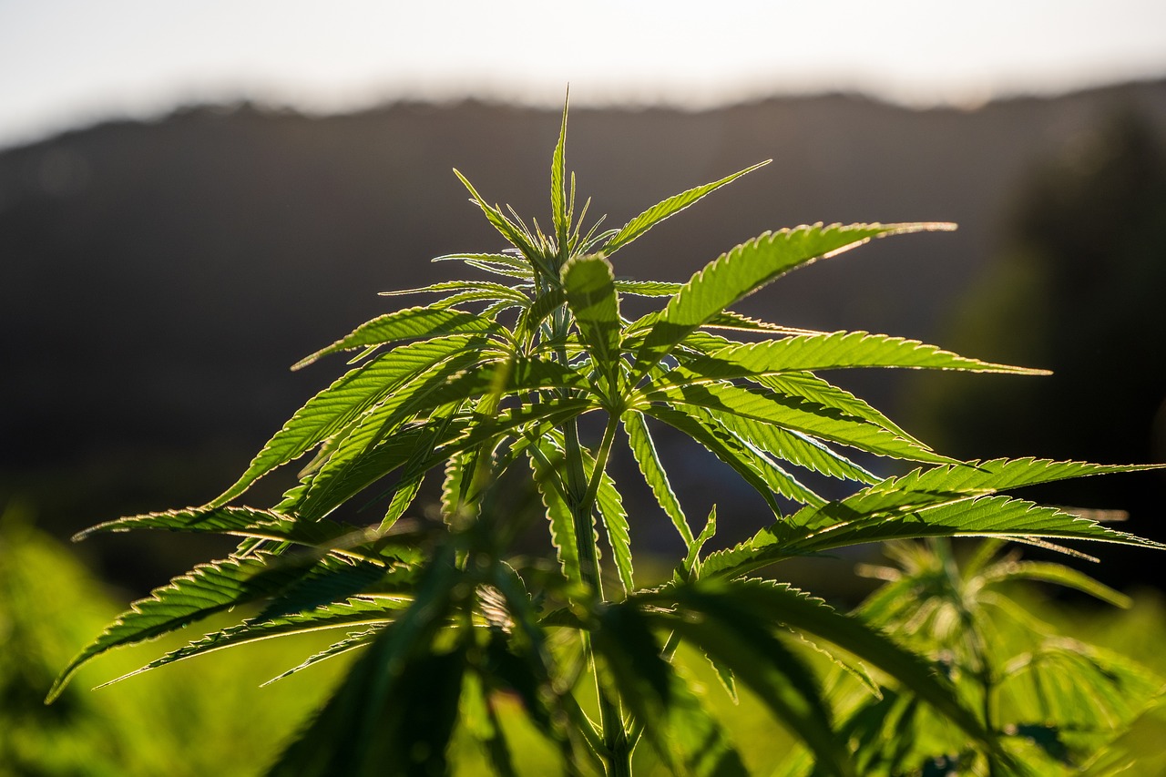 https://www.discountcannabisseeds.co.uk/