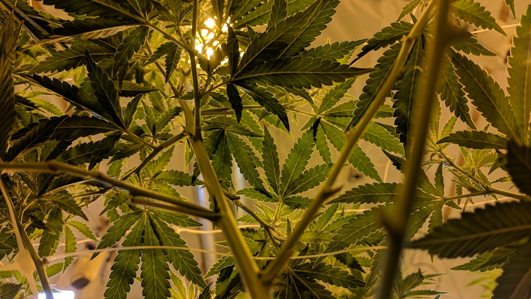 https://www.discountcannabisseeds.co.uk/