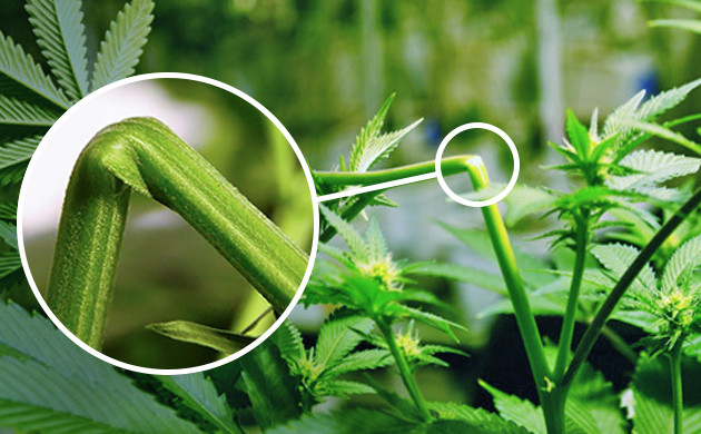 https://www.discountcannabisseeds.co.uk/