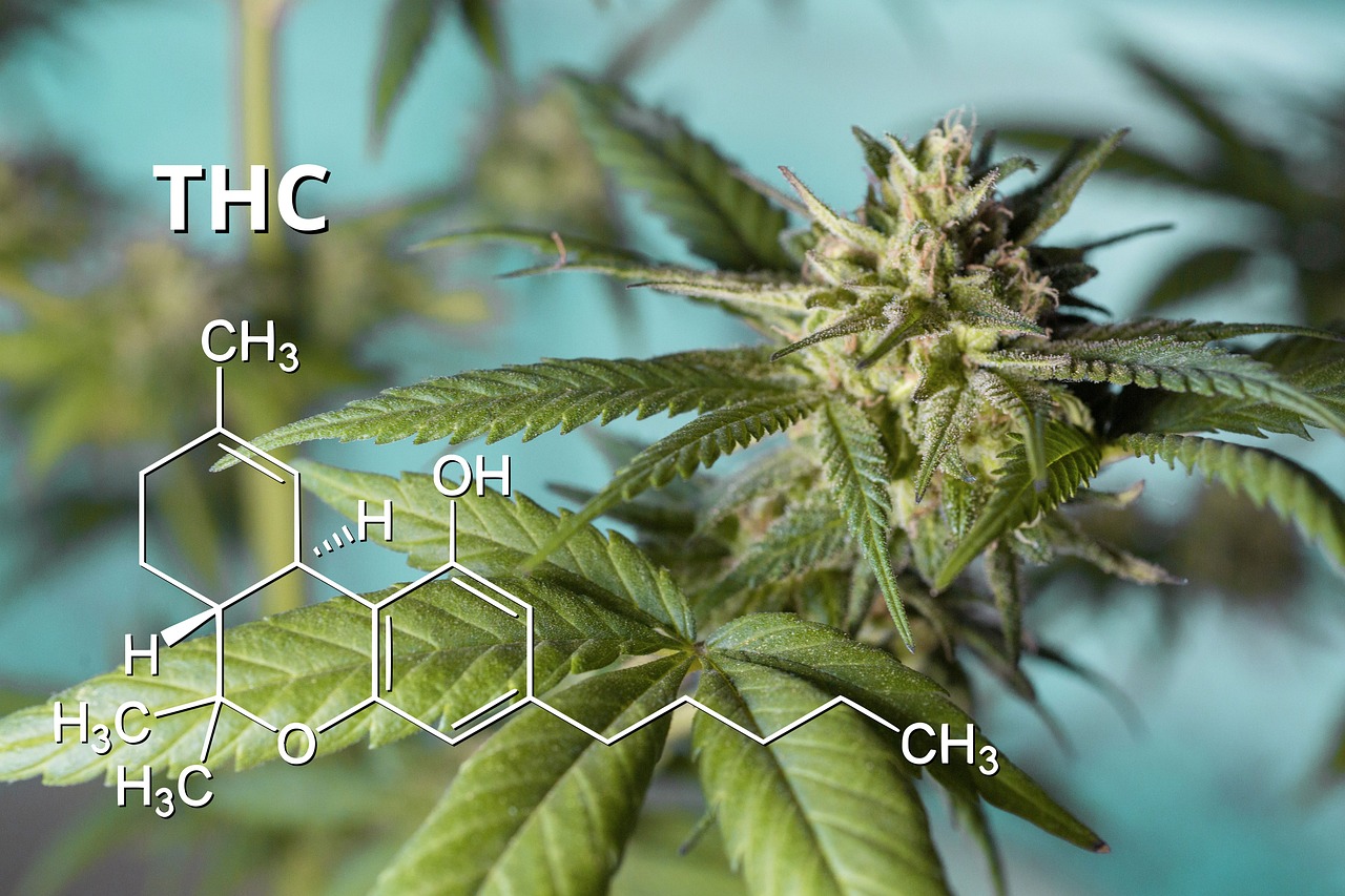 https://www.discountcannabisseeds.co.uk/
