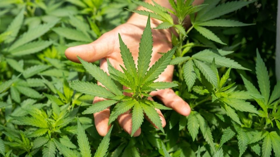 https://www.discountcannabisseeds.co.uk/
