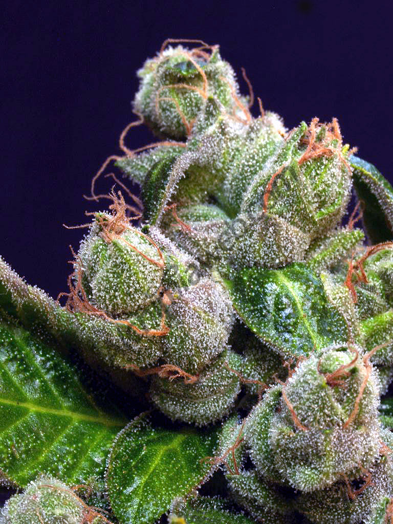 https://www.discountcannabisseeds.co.uk/