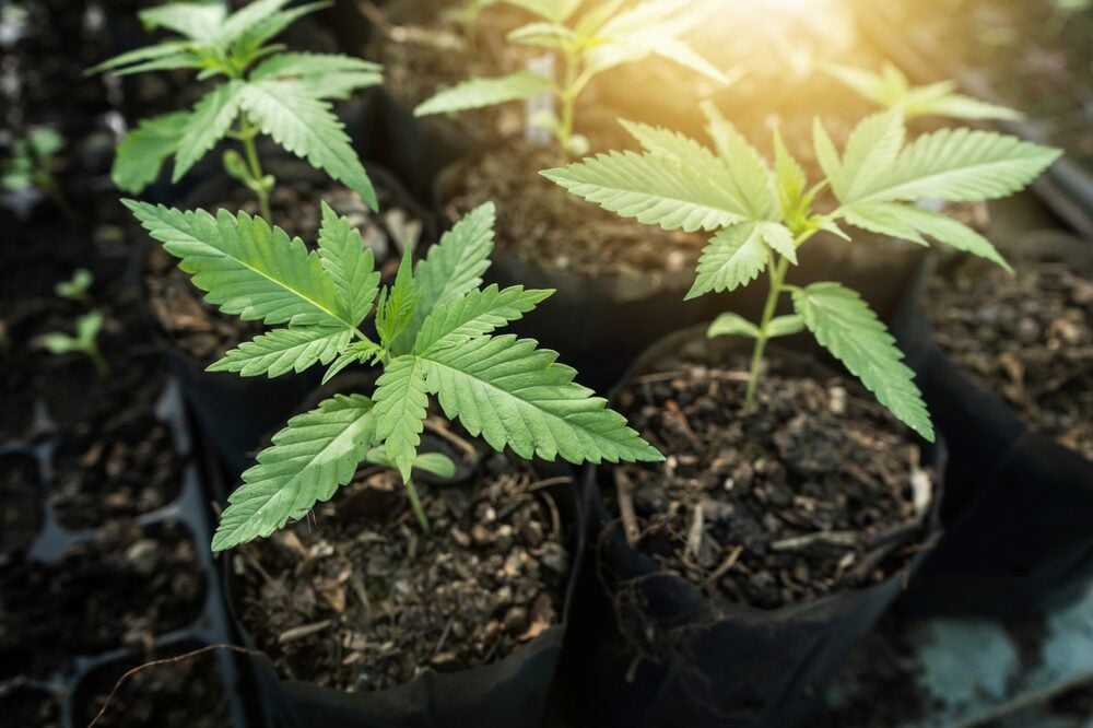 https://www.discountcannabisseeds.co.uk/