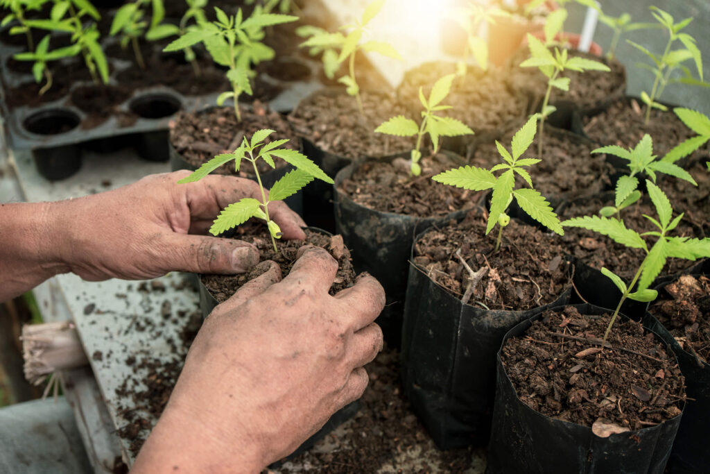 https://www.discountcannabisseeds.co.uk/