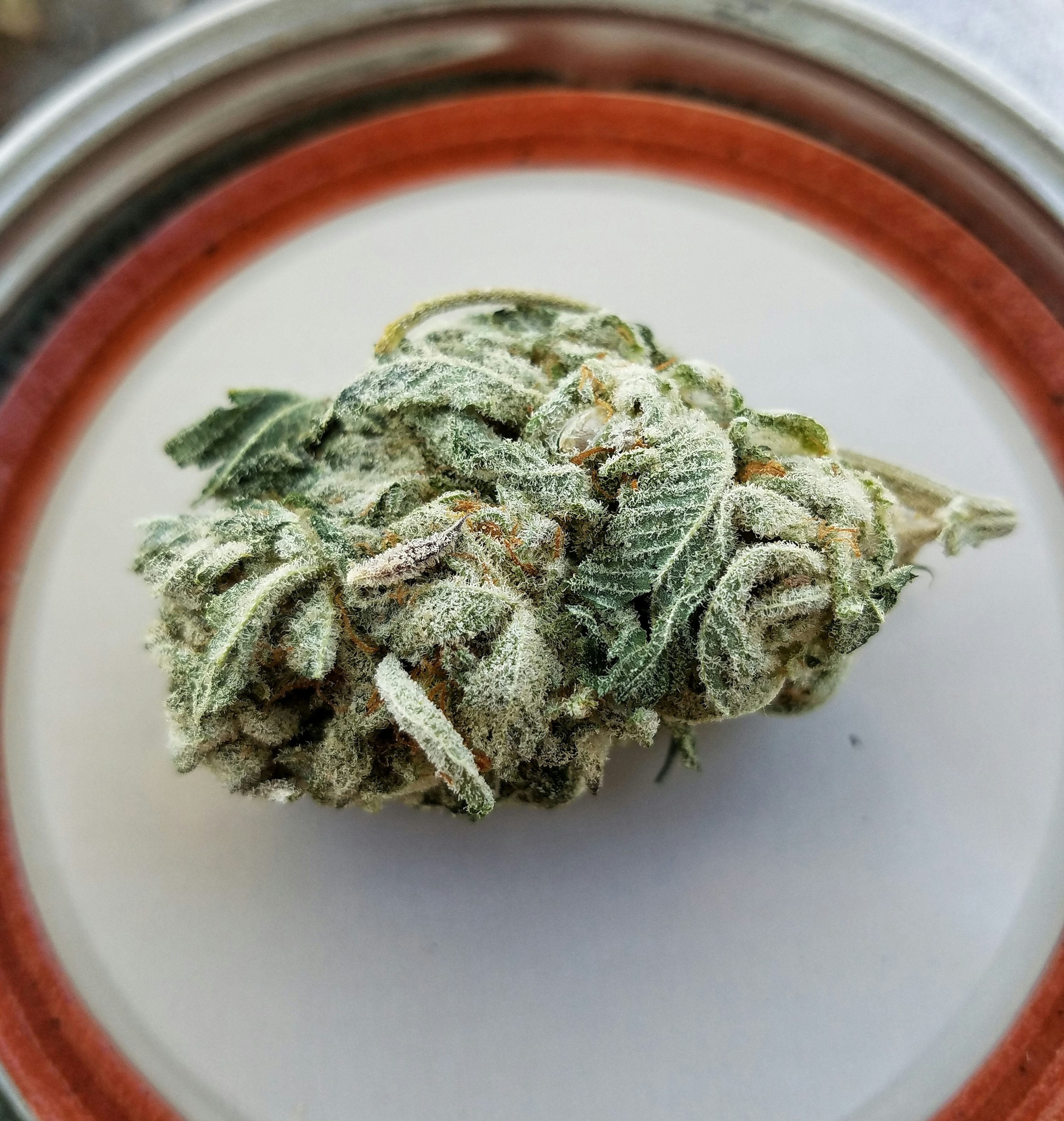 www.discountcannabisseeds.co.uk