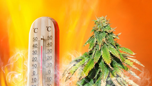 https://www.discountcannabisseeds.co.uk/