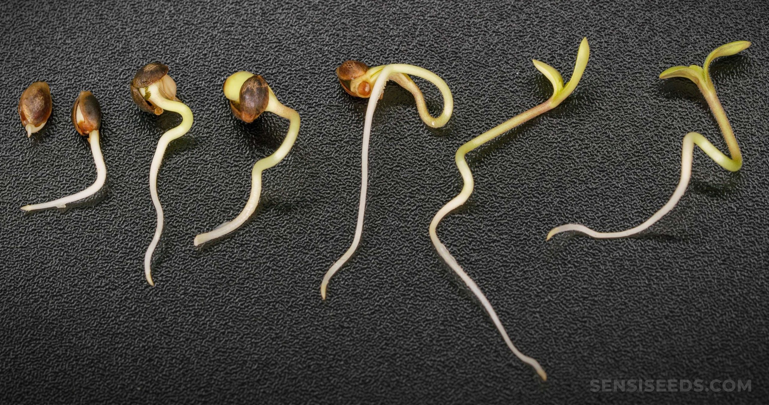 Mastering the Art: What’s the Best Way to Germinate Cannabis Seeds at Discount Cannabis Seeds.