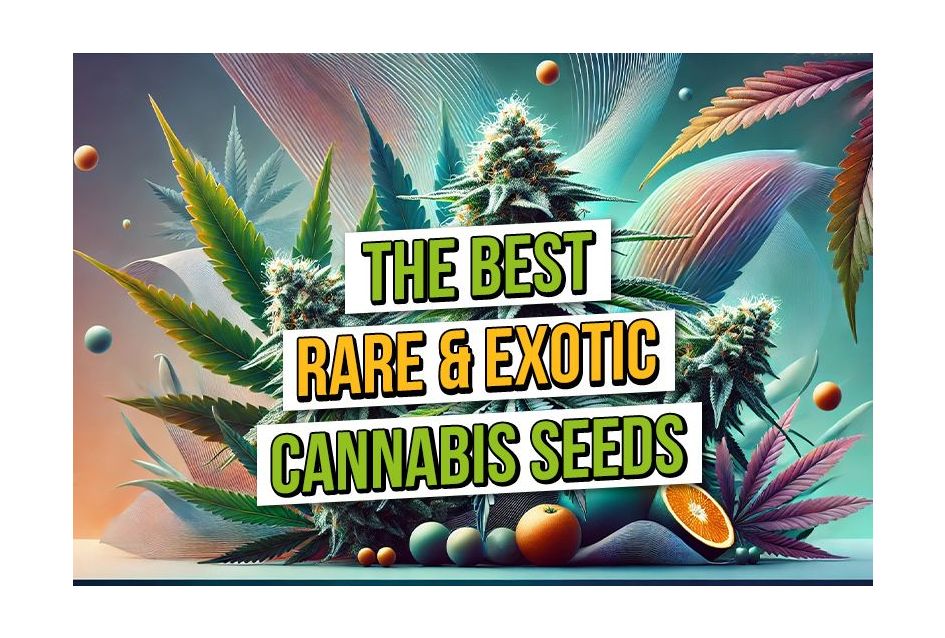 https://www.discountcannabisseeds.co.uk/