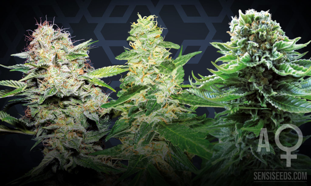 https://www.discountcannabisseeds.co.uk/