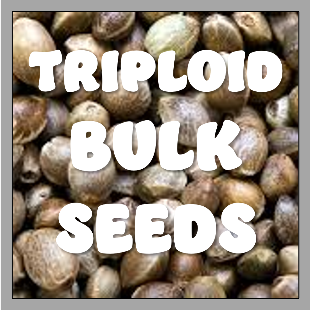 https://www.discountcannabisseeds.co.uk/
