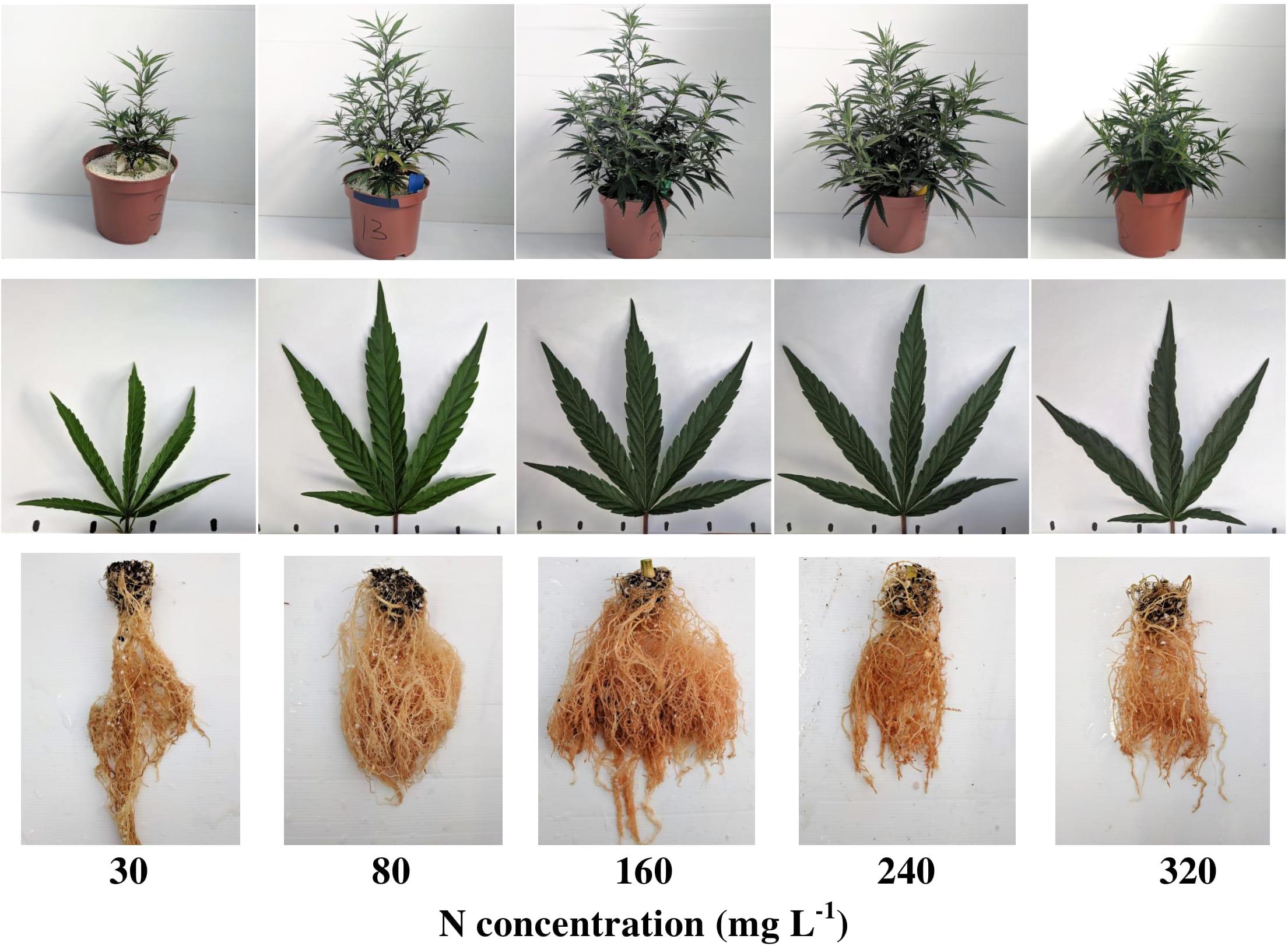 Do Bigger Cannabis Seeds Mean Better Plants? Unraveling the Myth or Fact at Discount Cannabis Seeds.
