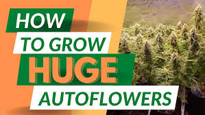https://www.discountcannabisseeds.co.uk/