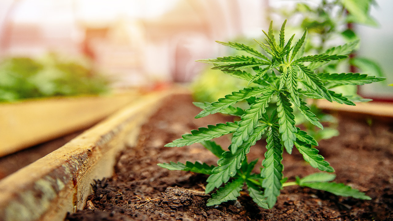 https://www.discountcannabisseeds.co.uk/
