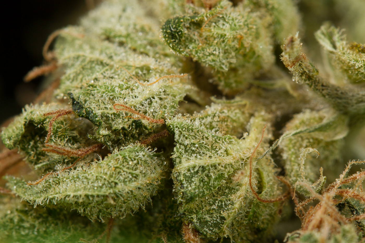 https://www.discountcannabisseeds.co.uk/