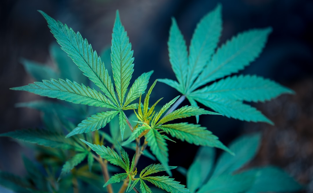 https://www.discountcannabisseeds.co.uk/