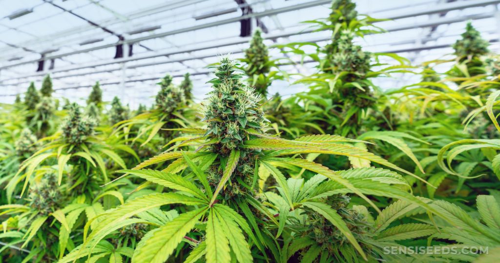 https://www.discountcannabisseeds.co.uk/