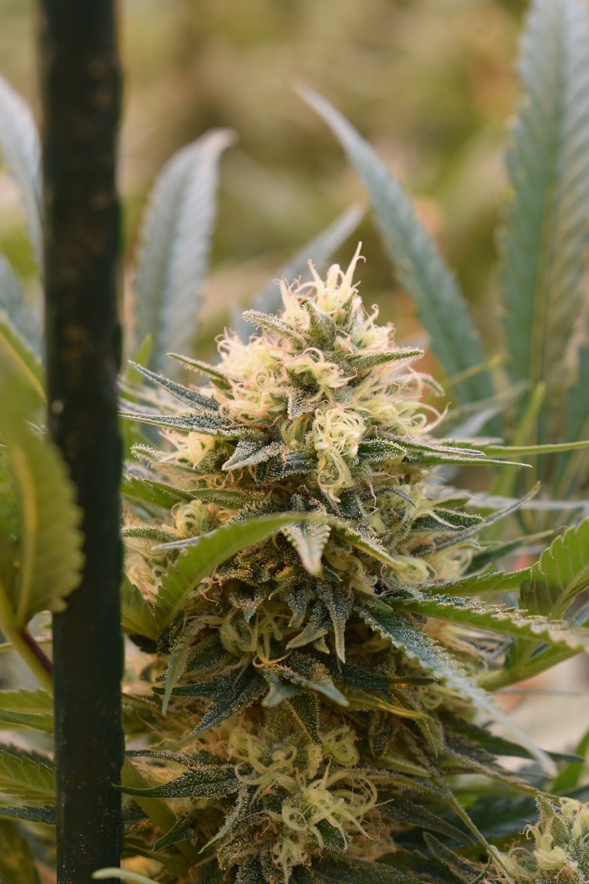 www.discountcannabisseeds.co.uk