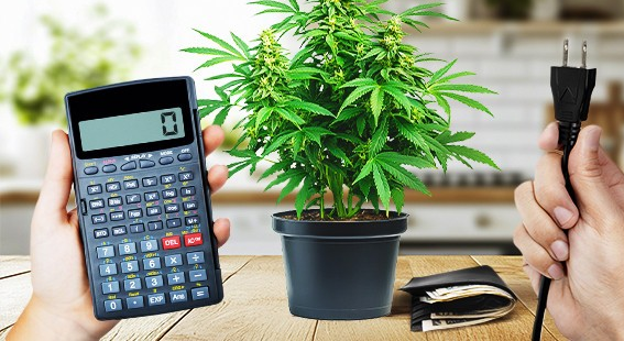 https://www.discountcannabisseeds.co.uk/