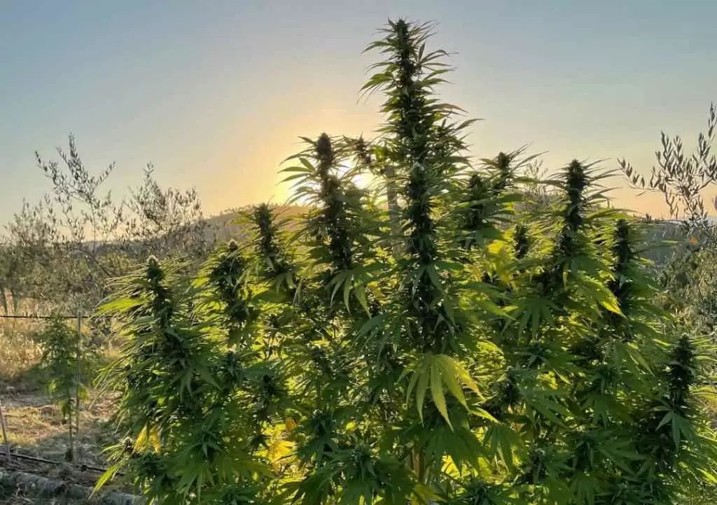 https://www.discountcannabisseeds.co.uk/