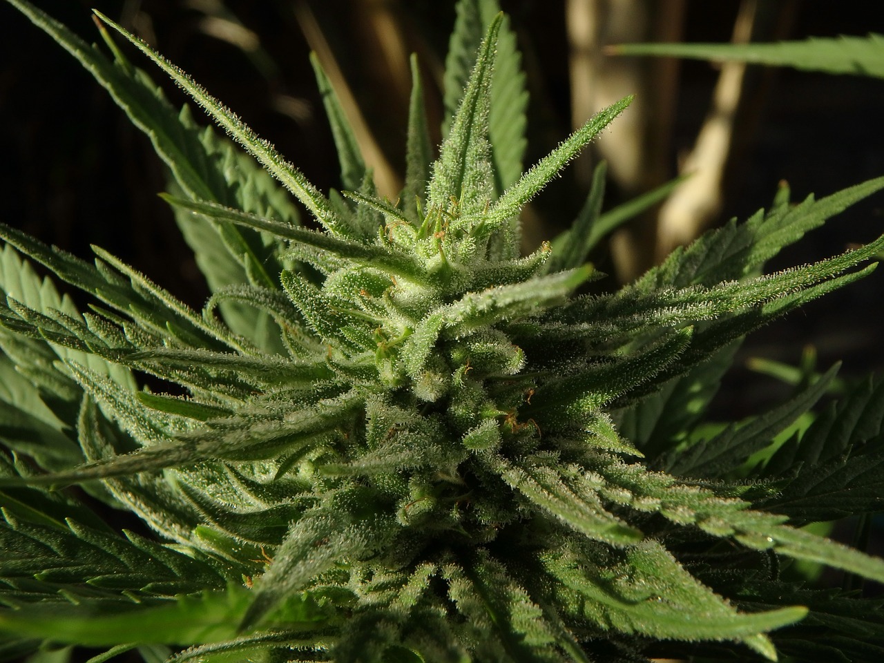 https://www.discountcannabisseeds.co.uk/