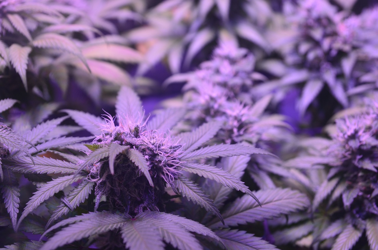 https://www.discountcannabisseeds.co.uk/